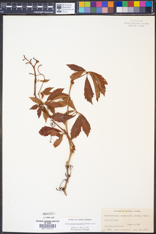 Parthenocissus heptaphylla image