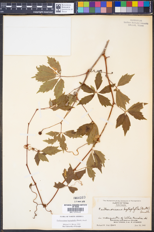 Parthenocissus heptaphylla image