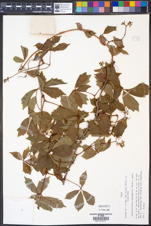 Parthenocissus heptaphylla image