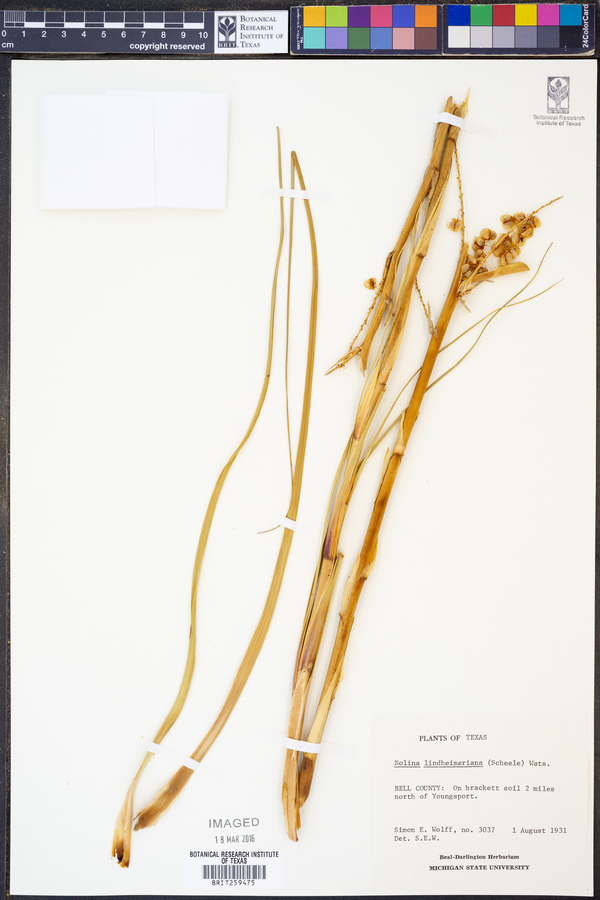 Nolina lindheimeriana image