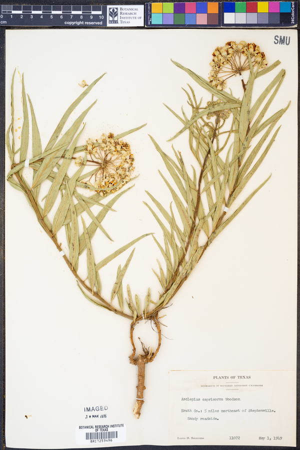 Asclepias asperula ssp. capricornu image