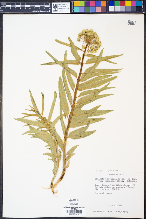 Asclepias asperula subsp. capricornu image