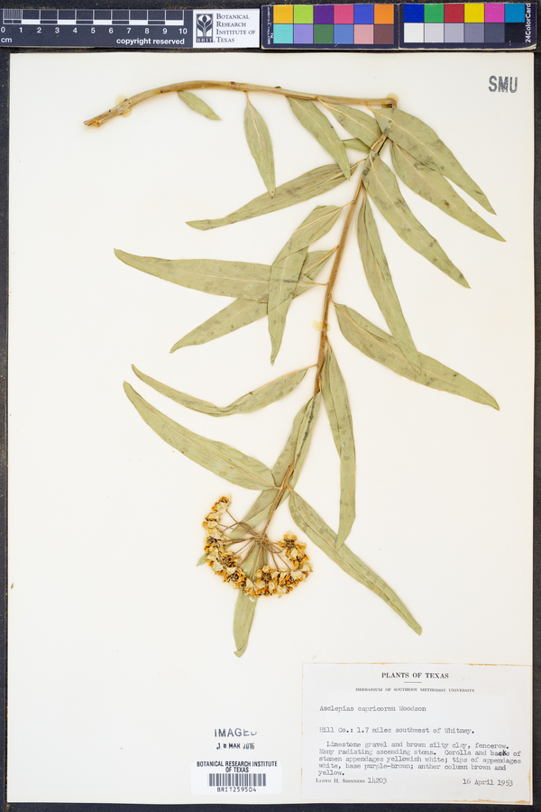 Asclepias asperula ssp. capricornu image