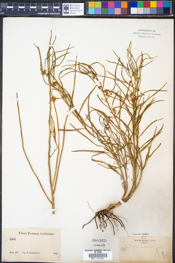 Asclepias linearis image