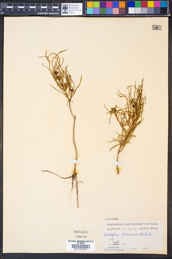 Asclepias linearis image