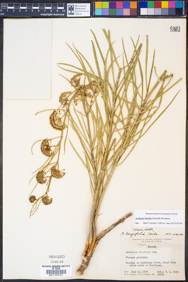 Asclepias hirtella image