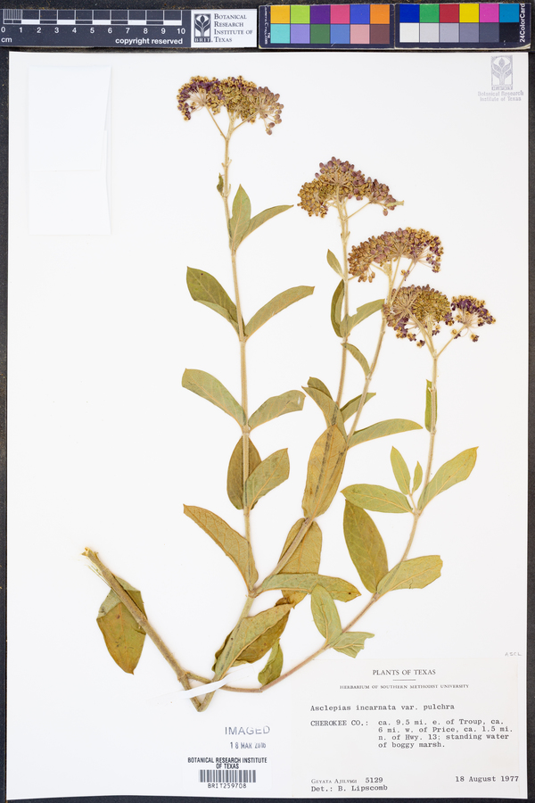 Asclepias incarnata var. pulchra image