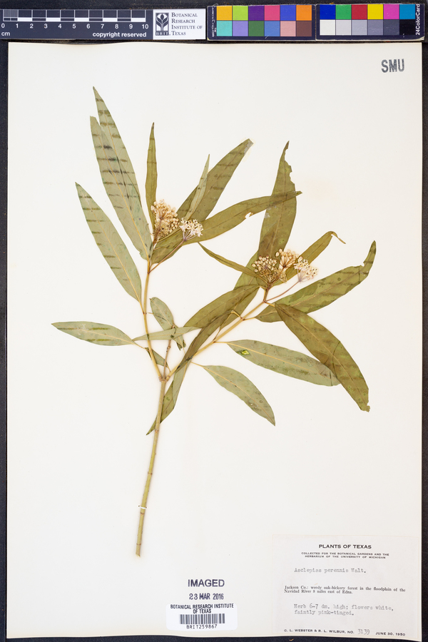 Asclepias perennis image