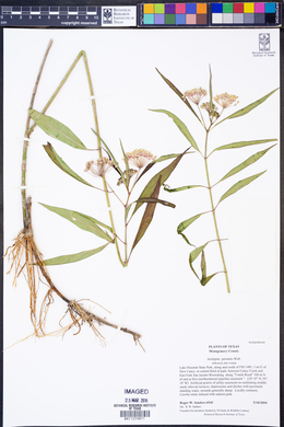 Asclepias perennis image