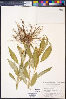 Asclepias perennis image