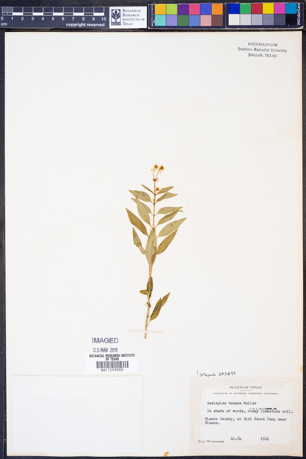Asclepias texana image