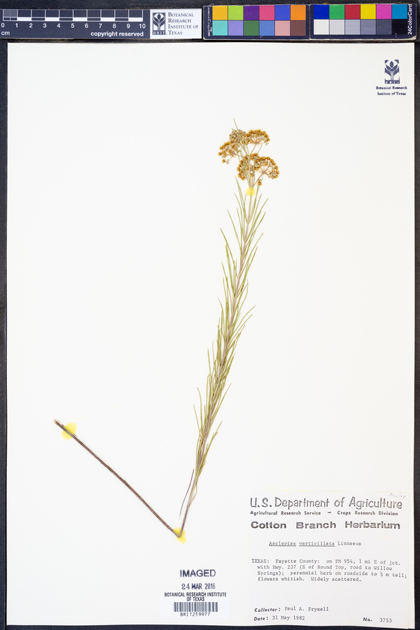 Asclepias verticillata image