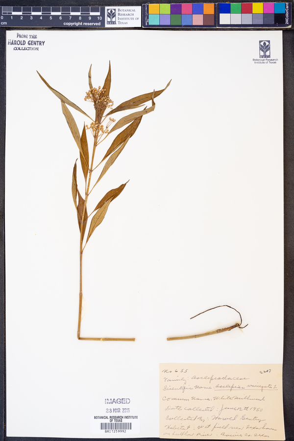 Asclepias perennis image