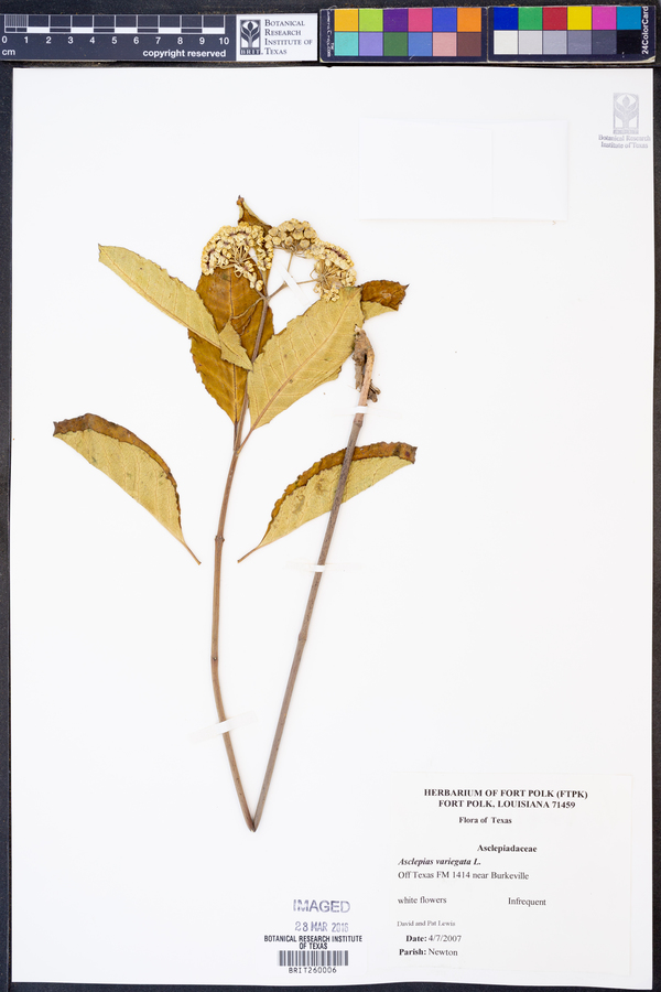 Asclepias variegata image