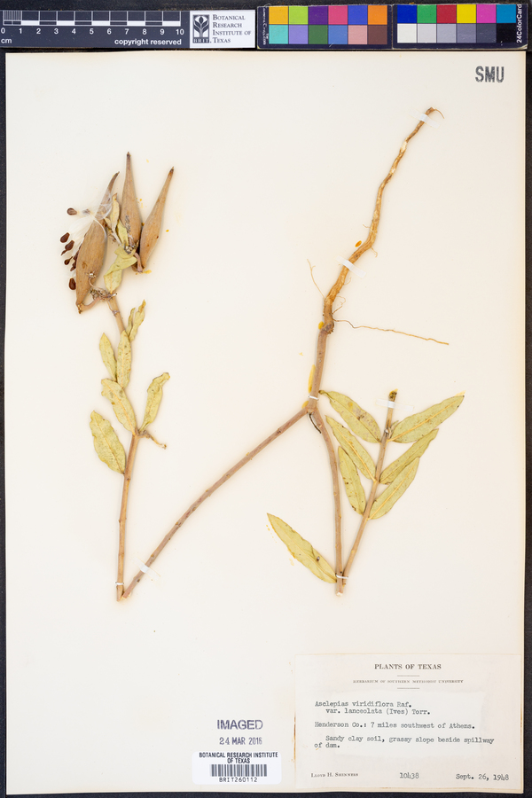 Asclepias viridiflora image