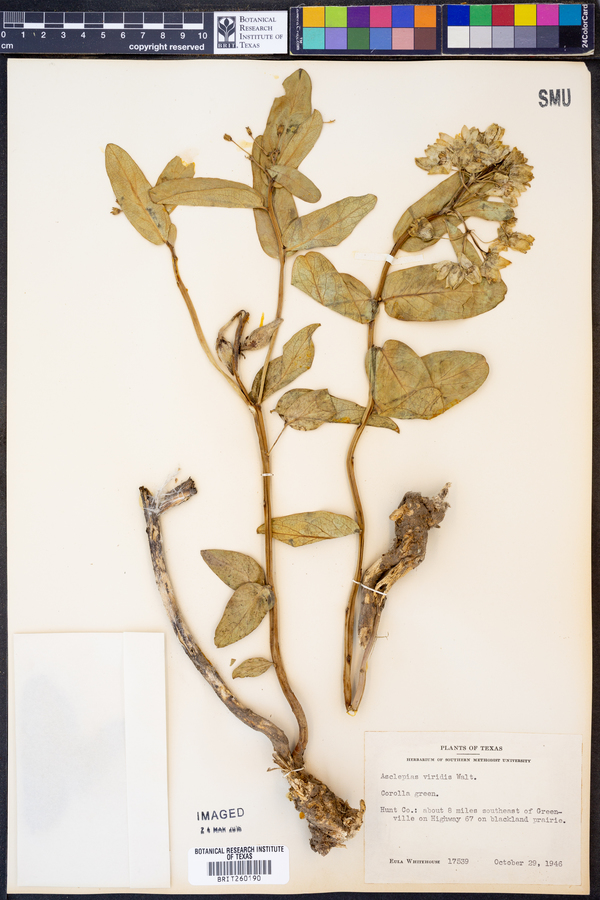 Asclepias viridis image