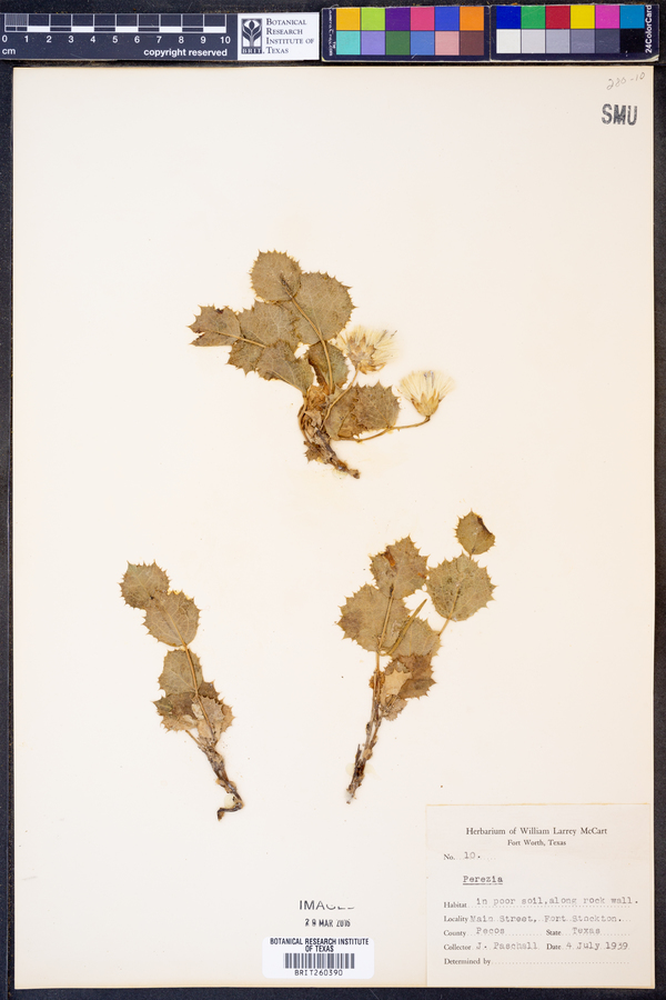 Perezia image