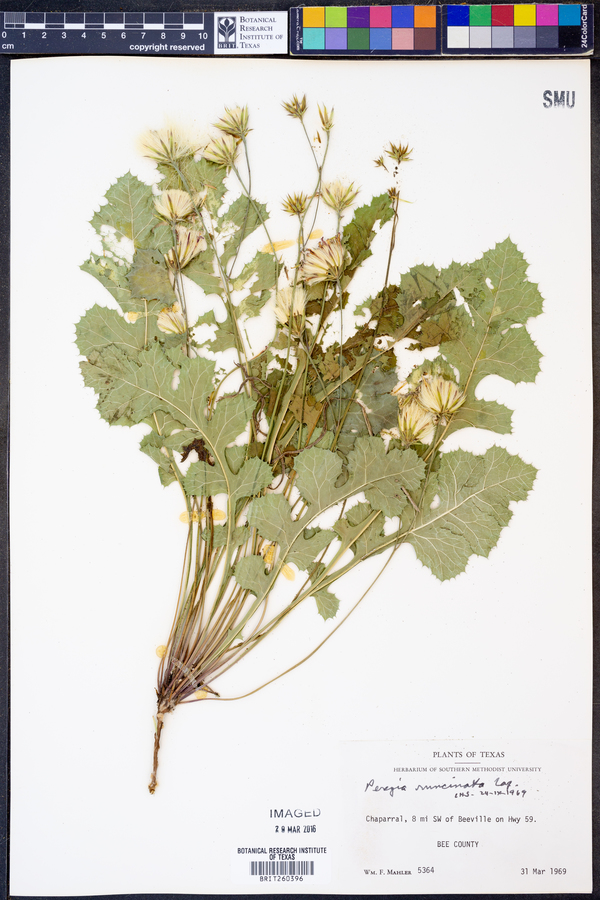 Acourtia runcinata image