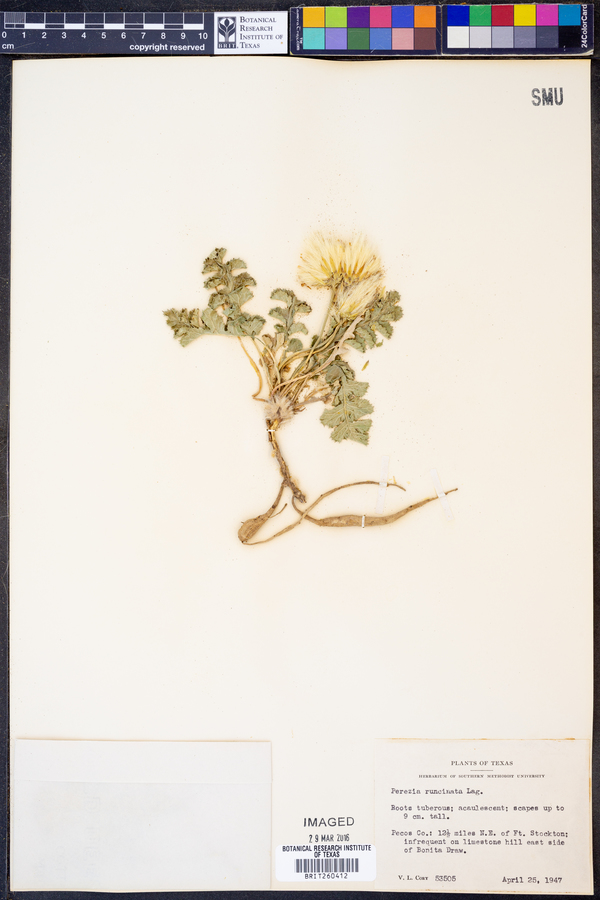 Acourtia runcinata image