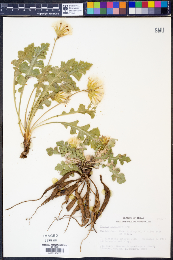 Acourtia runcinata image