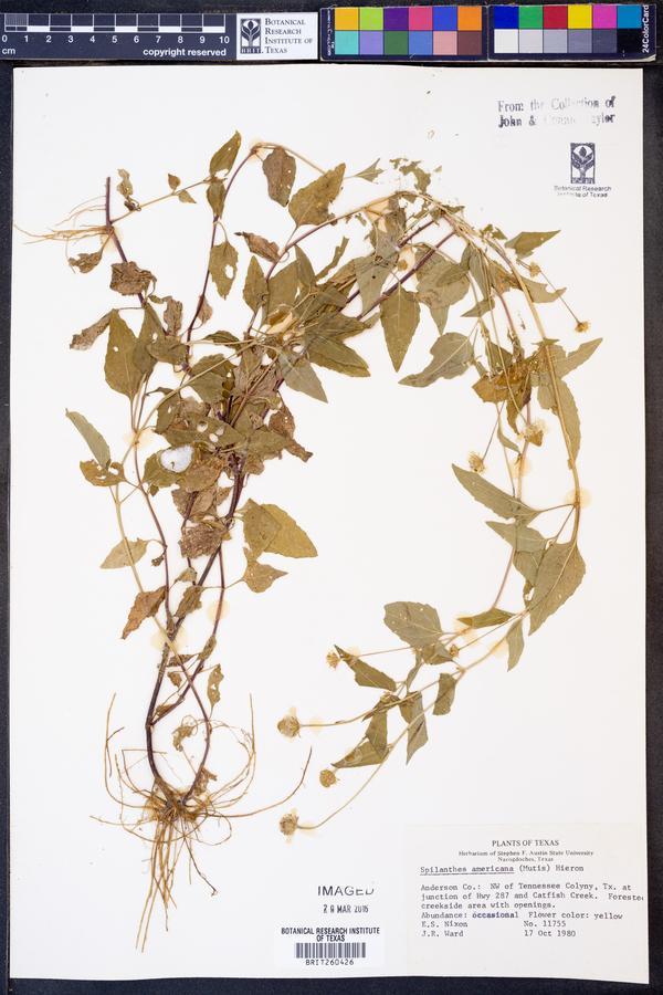 Spilanthes americana image