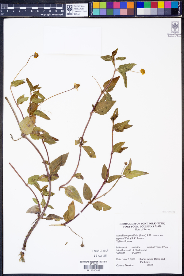 Acmella oppositifolia var. repens image