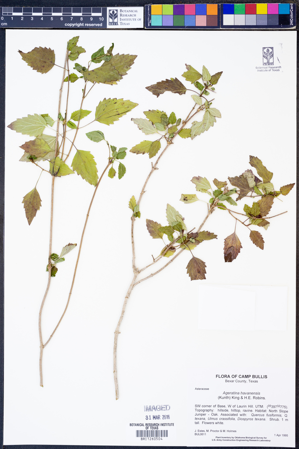 Ageratina havanensis image