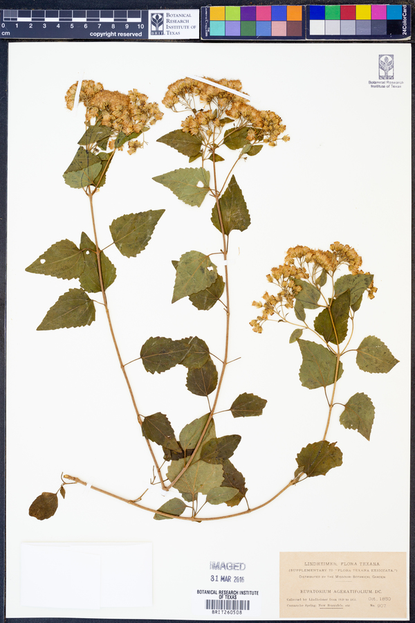 Eupatorium ageratifolium image