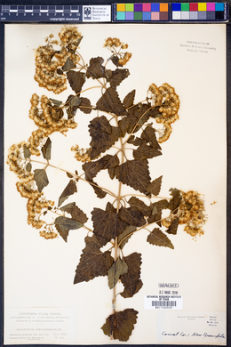 Eupatorium ageratifolium image