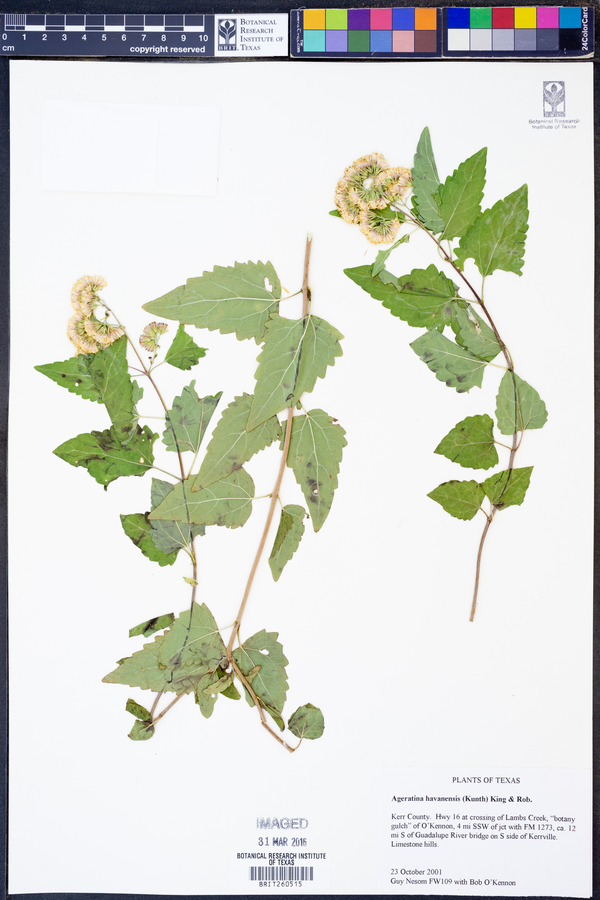 Ageratina havanensis image
