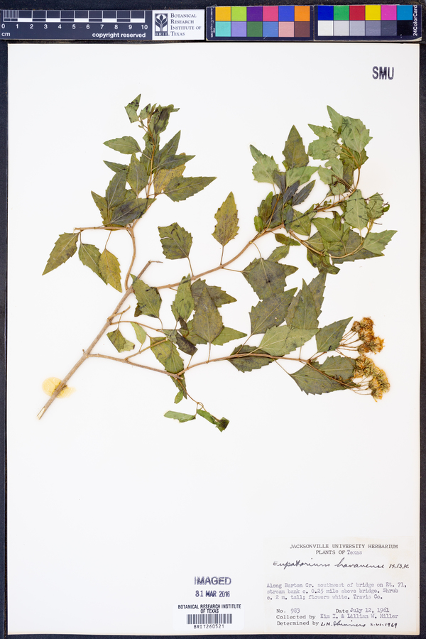 Ageratina havanensis image