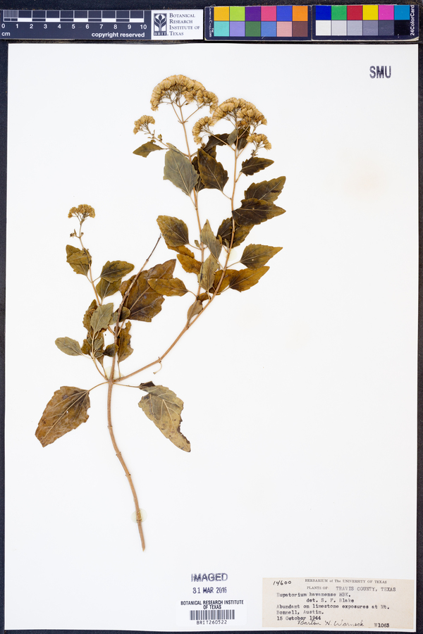 Ageratina havanensis image