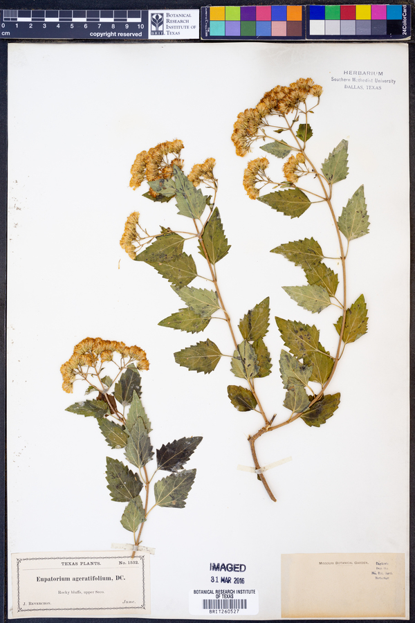 Eupatorium ageratifolium image