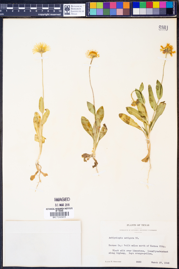 Amblyolepis setigera image