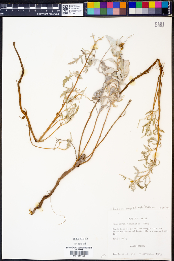 Ambrosia grayi image