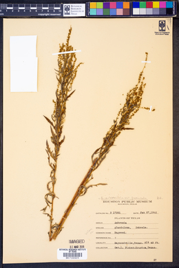 Ambrosia artemisiifolia var. paniculata image