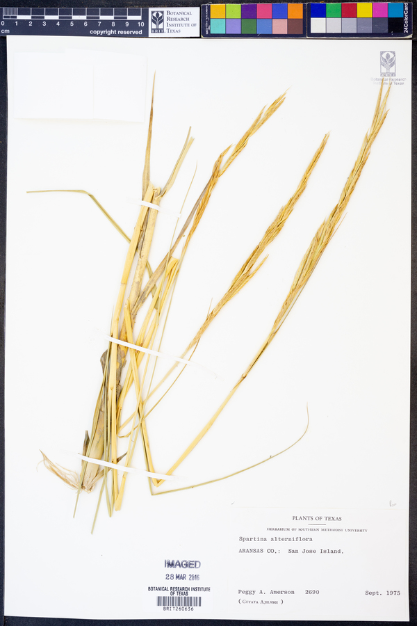 Spartina alterniflora image