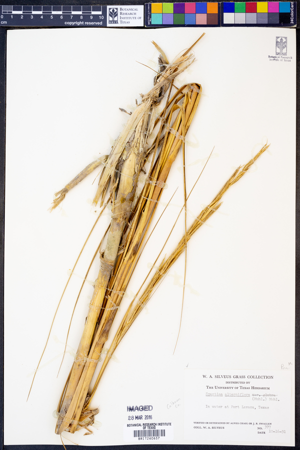 Spartina alterniflora image