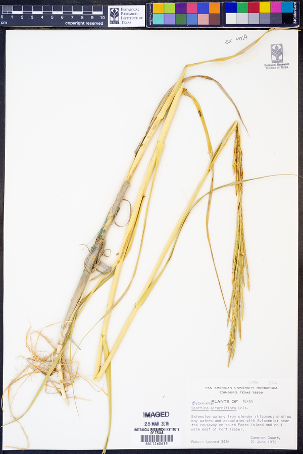 Spartina alterniflora image