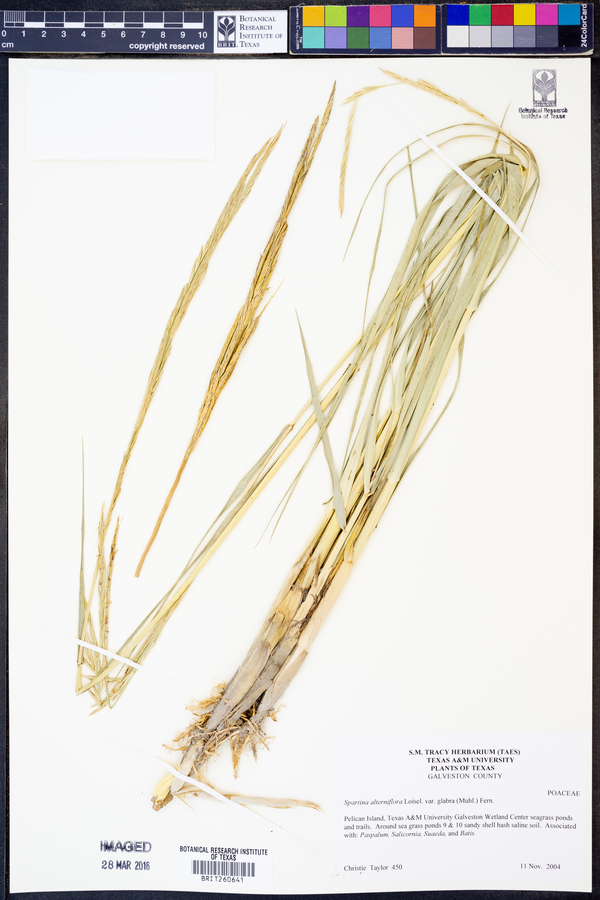 Spartina alterniflora image