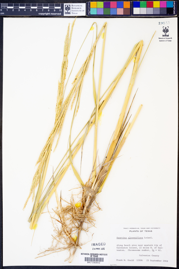 Spartina alterniflora image