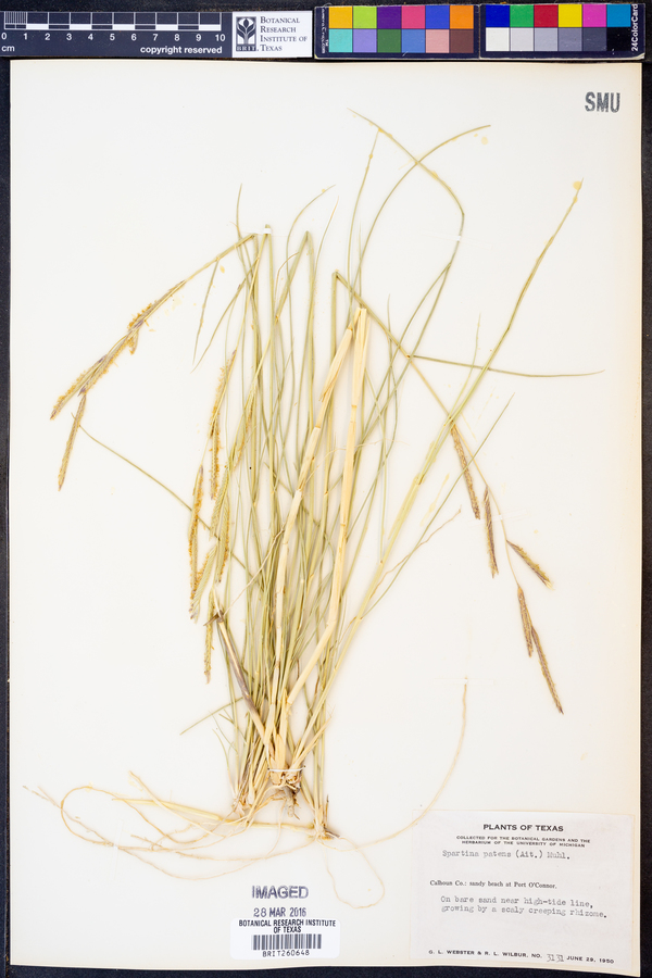 Spartina patens image