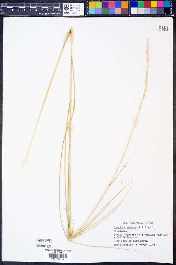 Spartina patens image