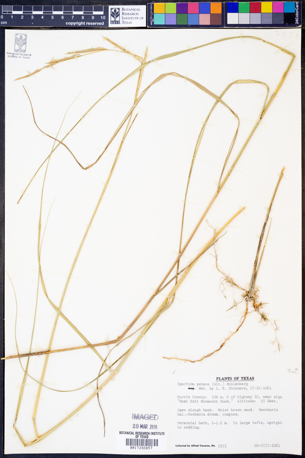 Spartina patens image