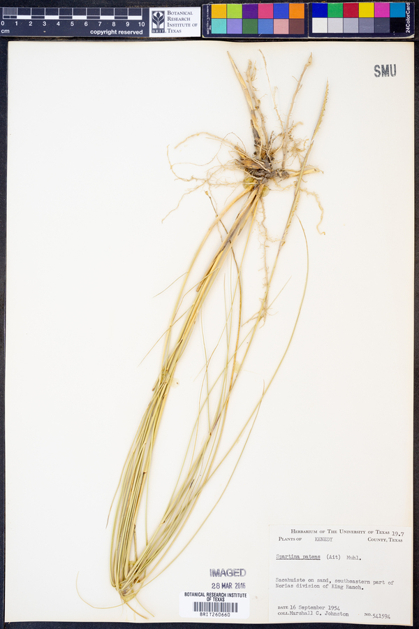 Spartina patens image