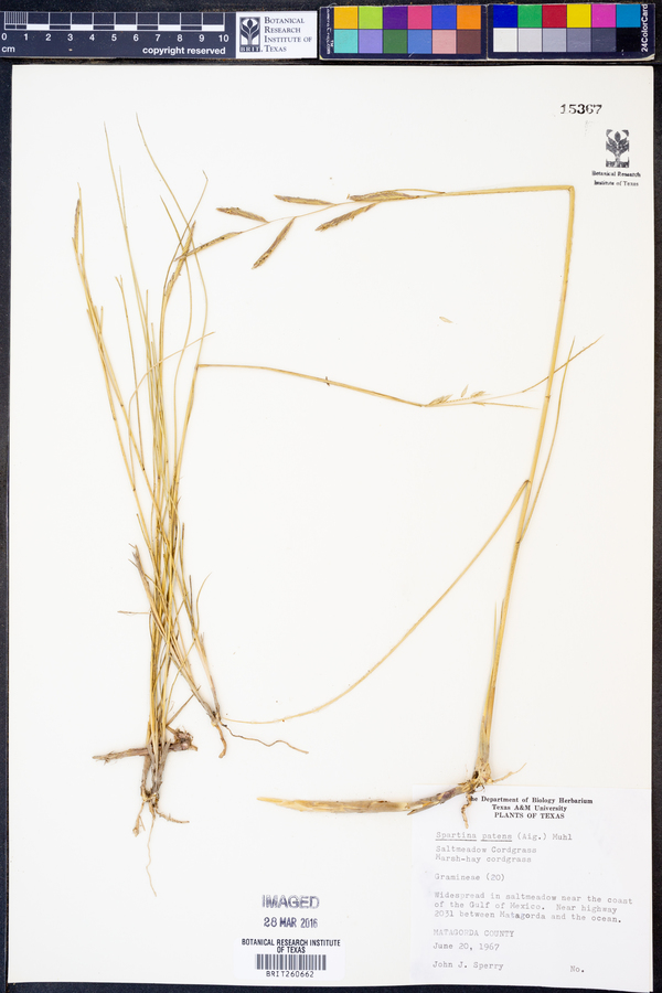 Spartina image
