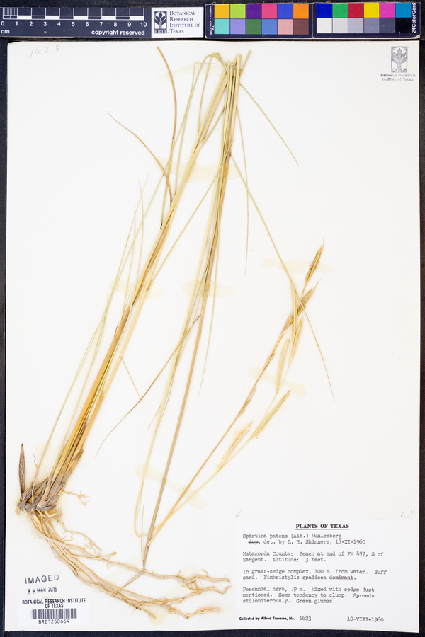 Spartina patens image