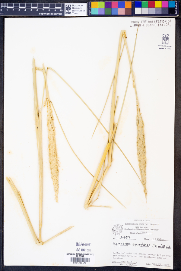 Spartina spartinae image