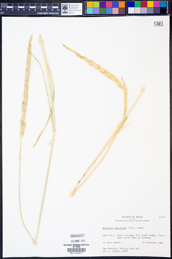 Spartina spartinae image