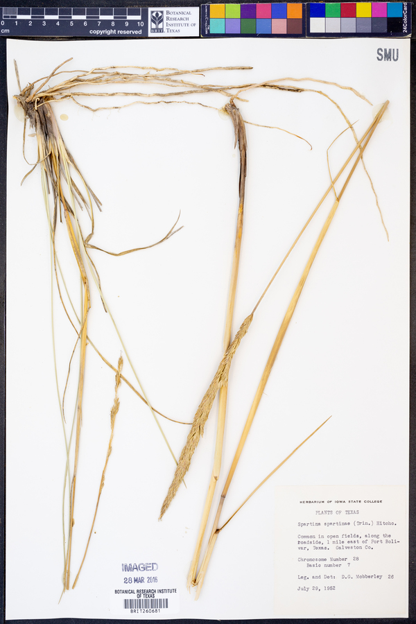 Spartina spartinae image